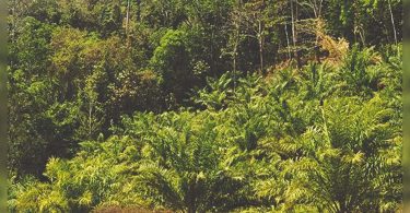 Plans for palm oil palm cultivation interesting flares from experts in the northeast