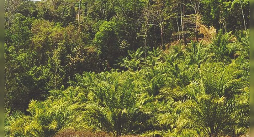 Plans for palm oil palm cultivation interesting flares from experts in the northeast