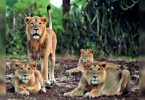 Lions at Zoo Vandalur Chennai Free from Covid-19