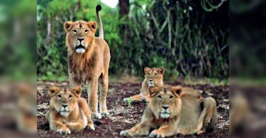 Lions at Zoo Vandalur Chennai Free from Covid-19