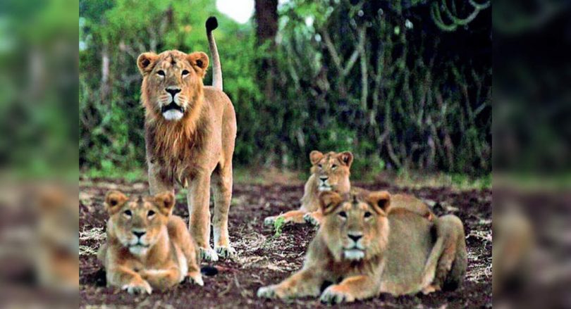 Lions at Zoo Vandalur Chennai Free from Covid-19
