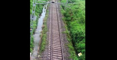 Lion enters the tracks fenced through the farm gate: panel