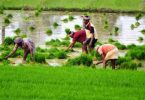 West Bengal: 9.5L farmers who come out of the PM-Kisan scheme