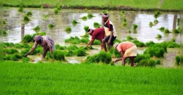 West Bengal: 9.5L farmers who come out of the PM-Kisan scheme