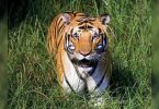 Aurangabad Zoo to trade two tigers for nilgis from Pune