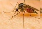 Zika's test for Dengue, Chikungunya -Ve patients in Maha