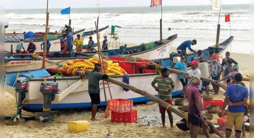 Fishermen in Salcete Reap Bumper Catch Shrimp