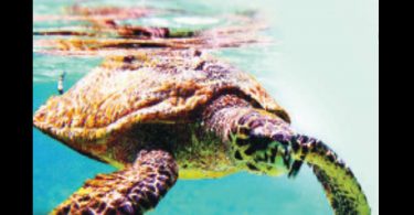 Turtle-tortoise-unfriendly design coastal map paints horizon bleveats for celebric fin friends