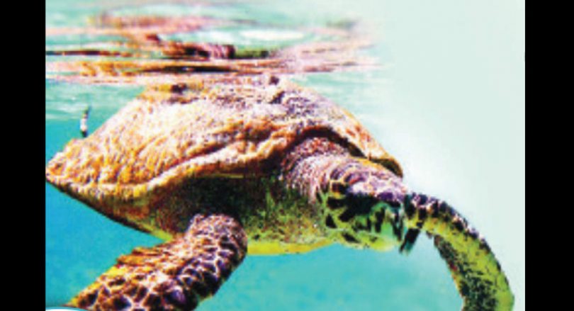 Turtle-tortoise-unfriendly design coastal map paints horizon bleveats for celebric fin friends