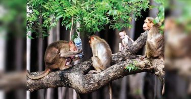 Ecological balance of goa requires community-based governance