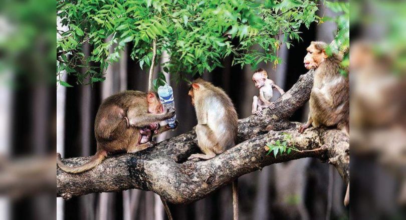 Ecological balance of goa requires community-based governance