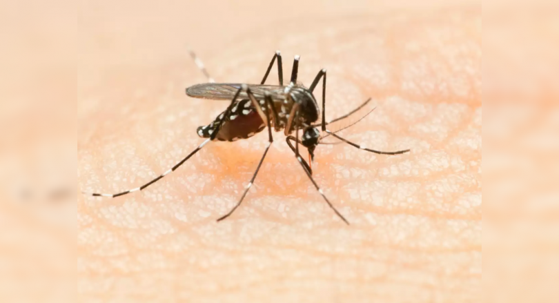 Dengue overwrites more children, in a hurry at the pediatric icus in Nagpur