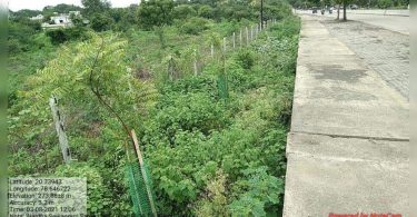 PWD said he would plant 200 trees at each km