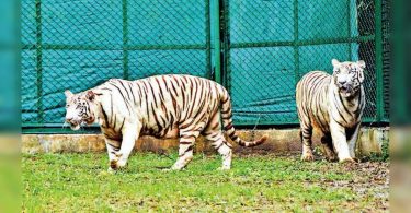 Zoo letter gets a pair of white tigers, foxes from Rajkot