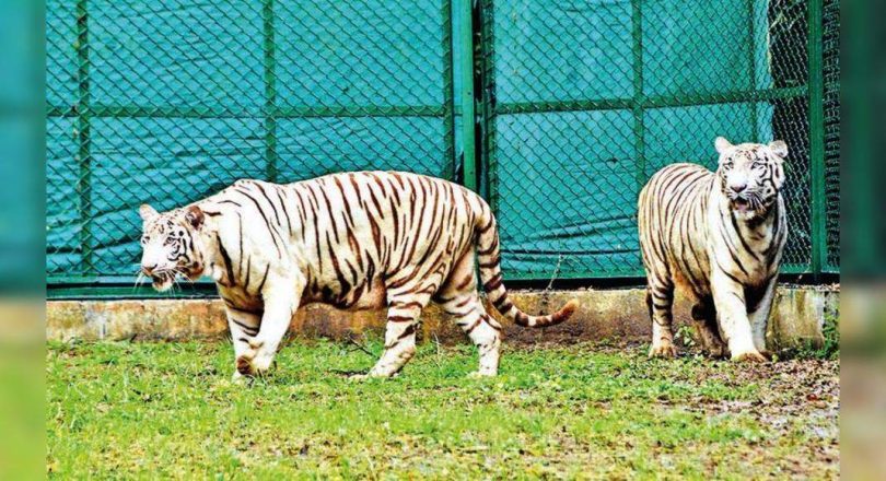 Zoo letter gets a pair of white tigers, foxes from Rajkot