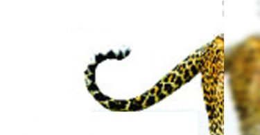 3k people visit the jhalana in July to see the leopard