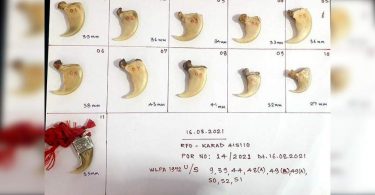 The crackdown on tigers, traders of leopard body parts; 2 owned