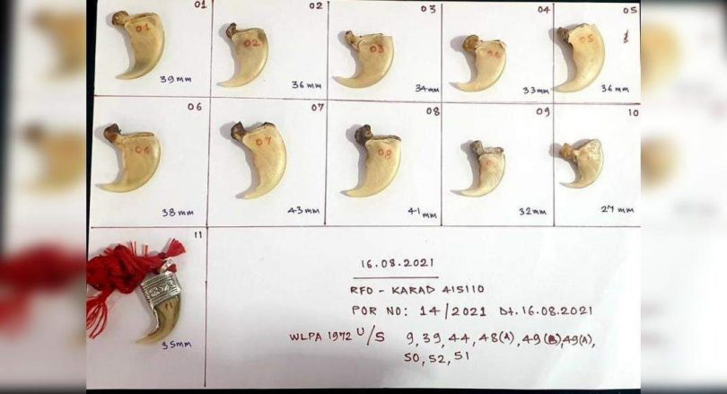 The crackdown on tigers, traders of leopard body parts; 2 owned