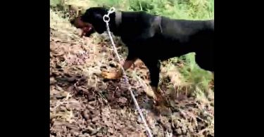 In 20 minutes, police dogs sniffed 6 rapists in Vadodara Gujarat