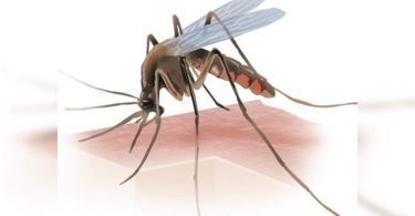 Senge dengue in the middle of Covid-19 in Hyderabad