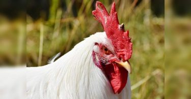 Chennai: Chicken prices at Rs 280 / kg, Onions too Dearer