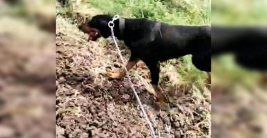 In 20 minutes, the police dog sniffed 6 rapists in Vadodara