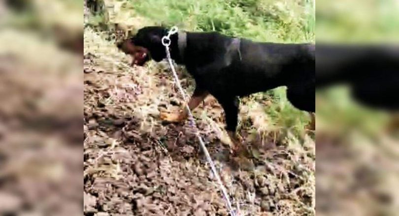 In 20 minutes, the police dog sniffed 6 rapists in Vadodara