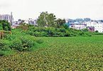 Hyderabad: Hyacinth's growth that leads to the threat of mosquitoes