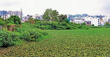 Hyderabad: Hyacinth's growth that leads to the threat of mosquitoes