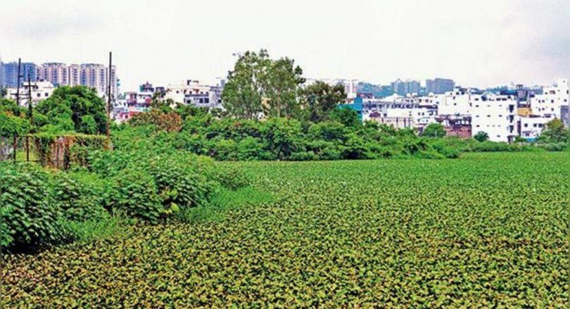 Hyderabad: Hyacinth's growth that leads to the threat of mosquitoes