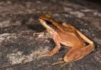New species from Cascade Frog found from Arunachal Pradesh named Adi Hills and Tribes