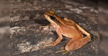 New species from Cascade Frog found from Arunachal Pradesh named Adi Hills and Tribes