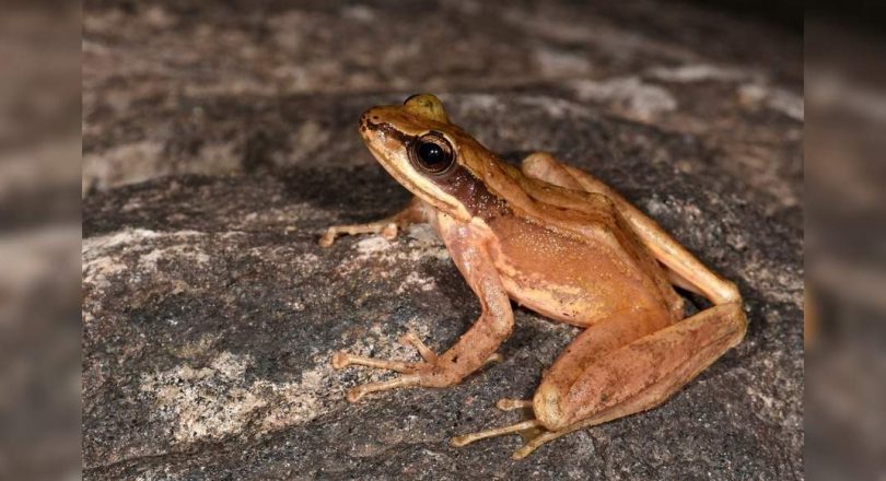 New species from Cascade Frog found from Arunachal Pradesh named Adi Hills and Tribes