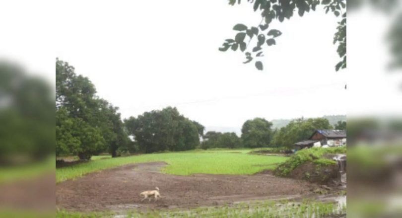 200 hectares of damaged land in umarshed