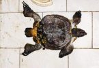 Rare penis amputation is done on turtle kitchen freshwater saved