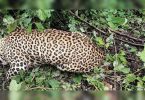 Leopard died in a fight with tigers