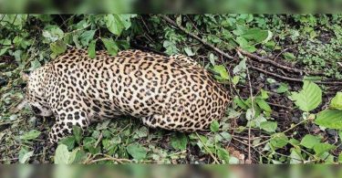 Leopard died in a fight with tigers