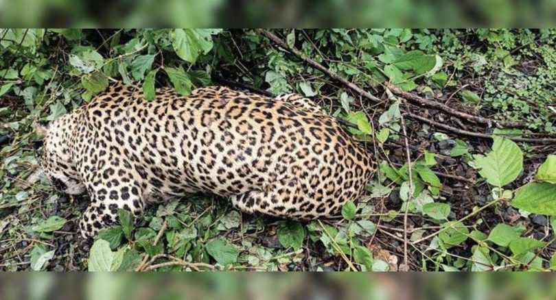 Leopard died in a fight with tigers