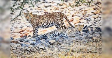 65% of leopards in Maha are outside the wildlife park