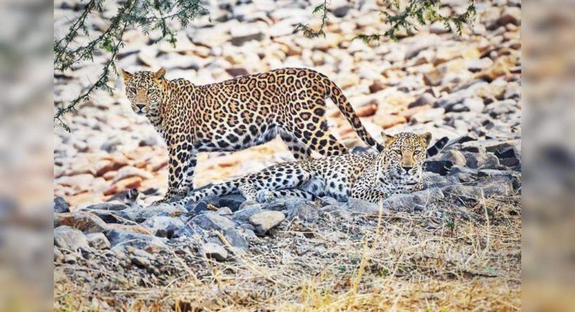 65% of leopards in Maha are outside the wildlife park