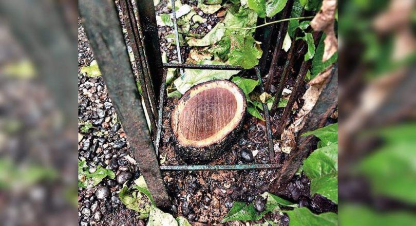 Red sandalwood trees stolen from Gandhi Baug
