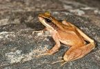 New frog species named after Arunachal Hill