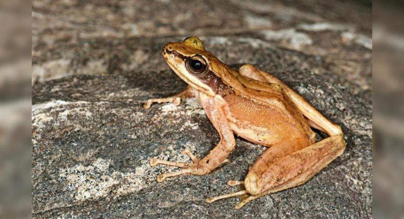 New frog species named after Arunachal Hill