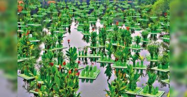 Delhi: How green is my lake! The sparkling hide secrets