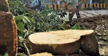 8 average tree in 5 years in Delhi: RTI reply