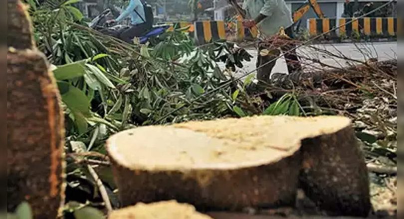 8 average tree in 5 years in Delhi: RTI reply