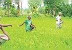 Farmers to get RS 2K-CR for the Loss of Samba Plant: Minister of TN