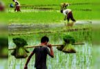 Assam's Sali Farmers smiled even though rainfall deficits