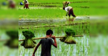 Assam's Sali Farmers smiled even though rainfall deficits
