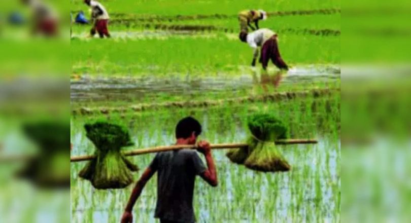 Assam's Sali Farmers smiled even though rainfall deficits